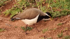 Vanellus tricolor