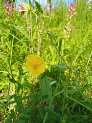 Helianthemum nummularium