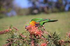 Trichoglossus moluccanus