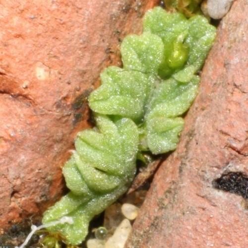 Riccia rorida