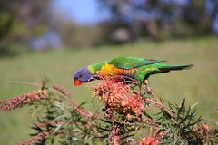 Trichoglossus moluccanus