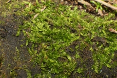 Sematophyllum