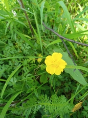 Helianthemum nummularium