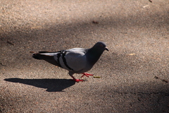 Columba livia domestica