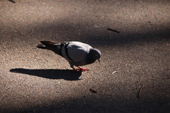 Columba livia domestica