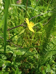 Helianthemum nummularium