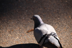 Columba livia domestica