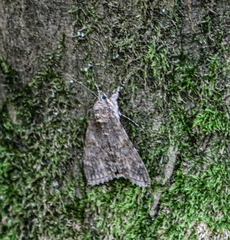 Catocala nupta