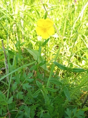 Helianthemum nummularium