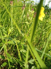 Helianthemum nummularium