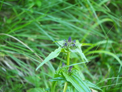 Gentiana pannonica