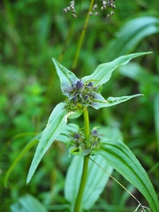 Gentiana pannonica