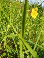 Helianthemum nummularium