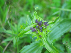 Gentiana pannonica