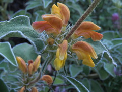 Phlomis leucophracta