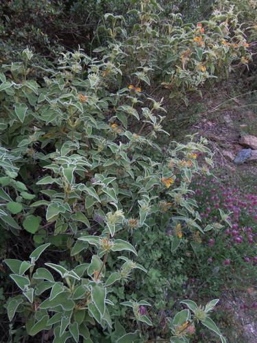 Phlomis leucophracta, photograph 4