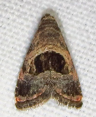 Tripudia rectangula