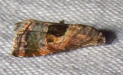 Tripudia rectangula