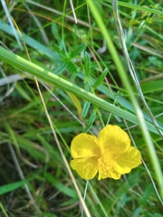 Helianthemum nummularium