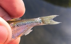 Alburnoides rossicus