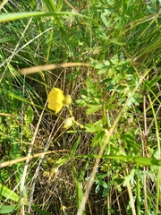 Helianthemum nummularium
