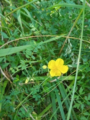 Helianthemum nummularium