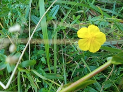 Helianthemum nummularium