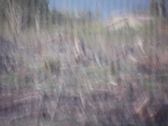 Bubo africanus africanus