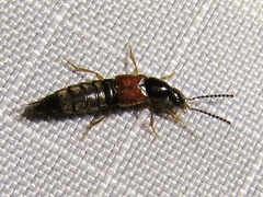 Philonthus rufulus