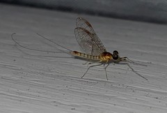 Stenacron interpunctatum interpunctatum