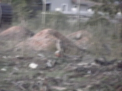 Bubo africanus africanus