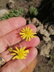 Crassothonna capensis