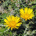 Needle Capethistle - Photo (c) Roland Morisse, some rights reserved (CC BY-NC), uploaded by Roland Morisse