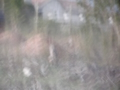 Bubo africanus africanus