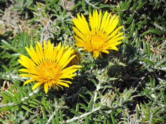 Berkheya angustifolia