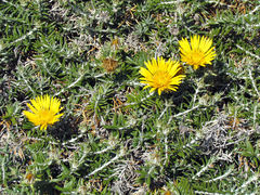 Berkheya angustifolia
