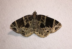 Gandaritis atricolorata