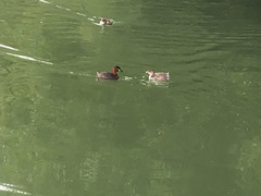 Tachybaptus ruficollis