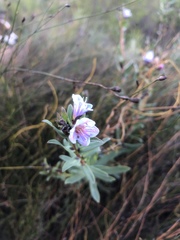 Lobostemon glaucophyllus