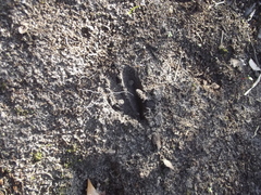 Tragelaphus sylvaticus sylvaticus