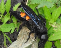 Pygodasis ephippium ephippium