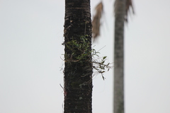 Dendrobium crumenatum