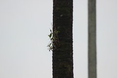 Dendrobium crumenatum