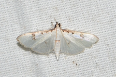 Palpita illibalis