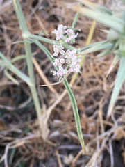 Exoacantha heterophylla