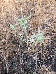 Exoacantha heterophylla