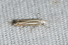 Polyhymno luteostrigella