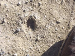 Tragelaphus sylvaticus sylvaticus