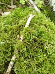 Eurhynchium angustirete