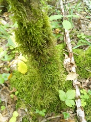 Eurhynchium angustirete